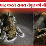 सड़क पार करते समय तेंदुए की मौत | Leopard | Dies | Crossing | Road | Bundelkhand | Sea News