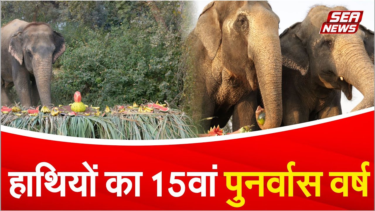 Elephant Rehabilitation