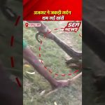 Python Snake Attack