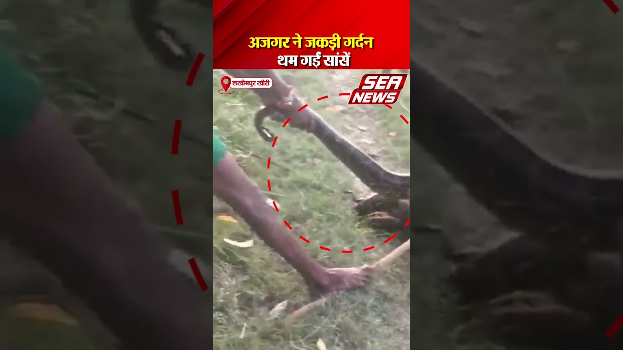 Python Snake Attack